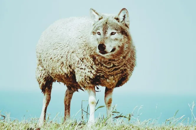 Narcissists Who Prey on the Community